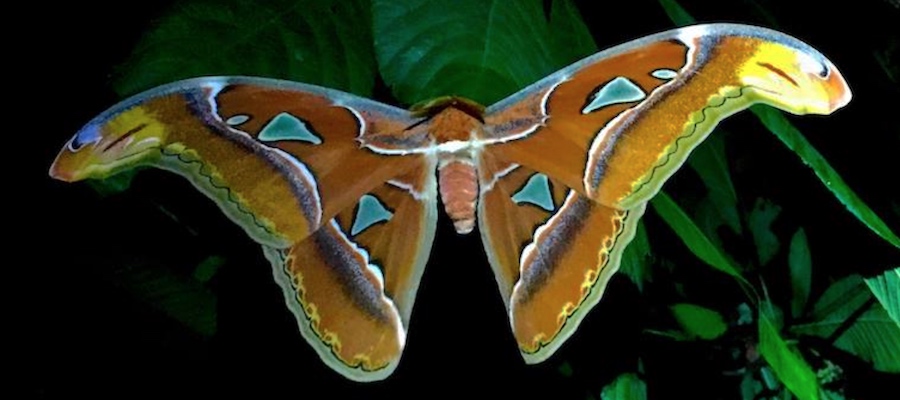 Atlas Moth found in Southern Thailand using our Petzl Ultra Rush headlamp - the ultimate headlamp for entymologists.